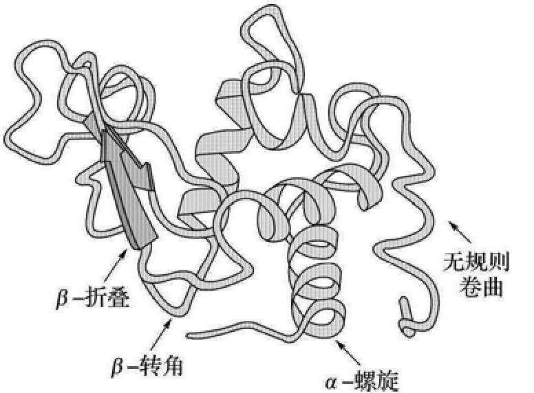 五、酶蛋白的三级结构